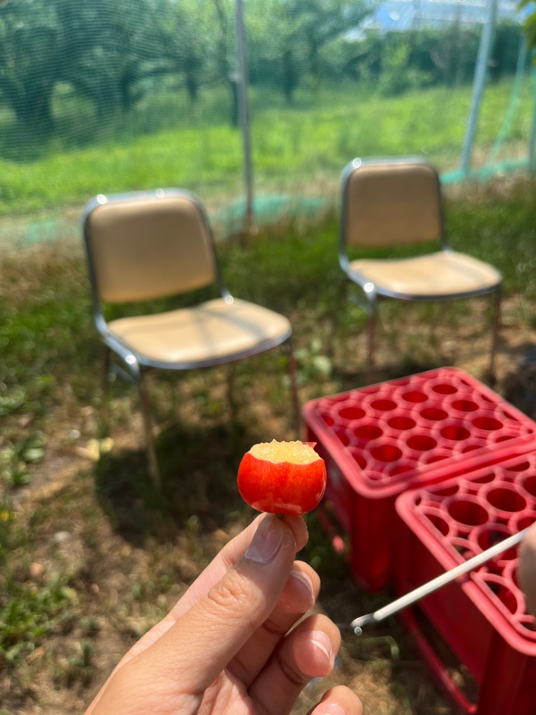 cherry picking in tokyo, yamanashi, nakagomi orchard
