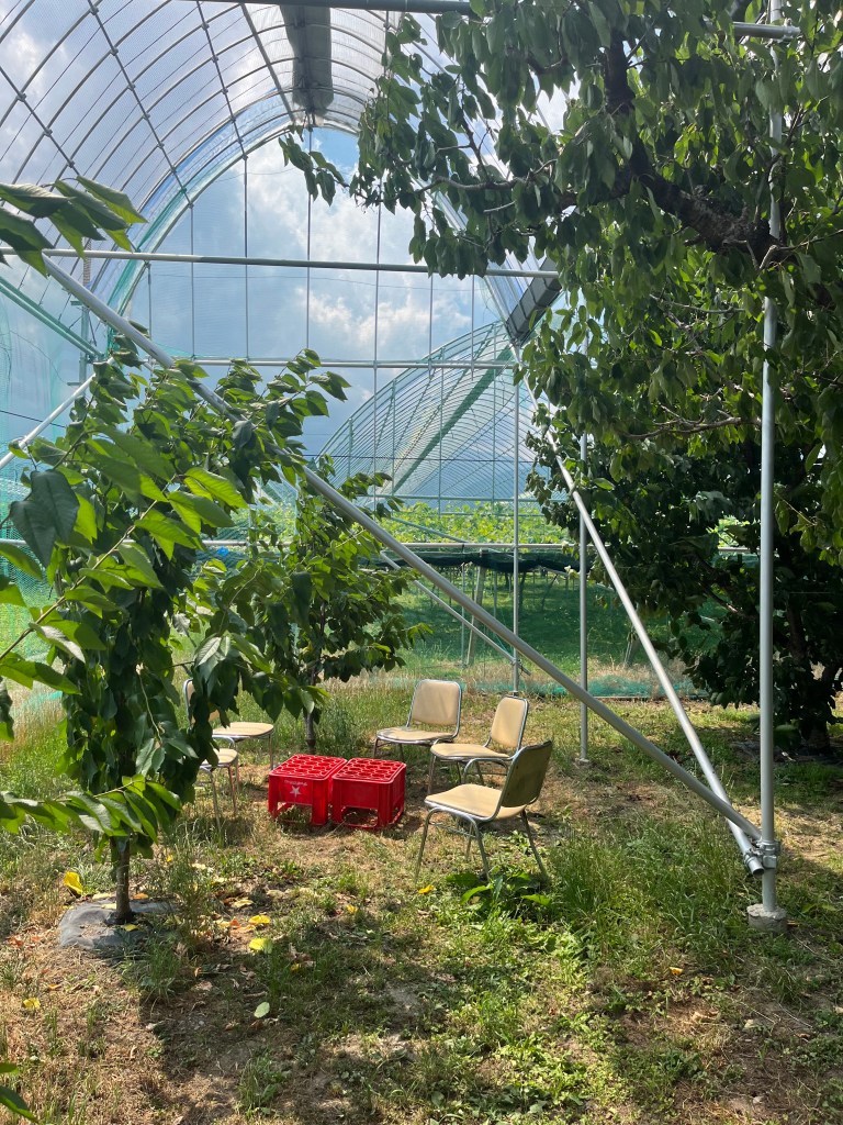 cherry picking in tokyo, yamanashi, nakagomi orchard