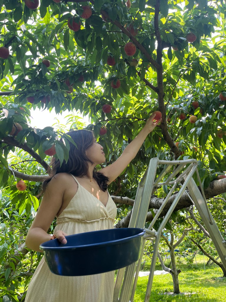 fruit picking, peach picking cherry picking in tokyo, yamanashi, nakagomi orchard