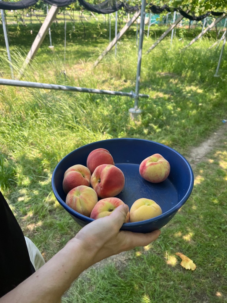 fruit picking, peach picking cherry picking in tokyo, yamanashi, nakagomi orchard